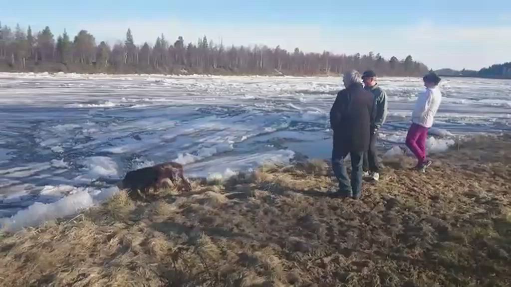Jäidenlähtö Ivalojoella