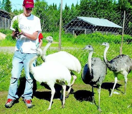 Syötävää riittää. Matti Jaaran pikkuveli Mikko haki nandunmunan jääkaapista. Muna voisi kasvaa hautomalla kaksinkertaiseksi.