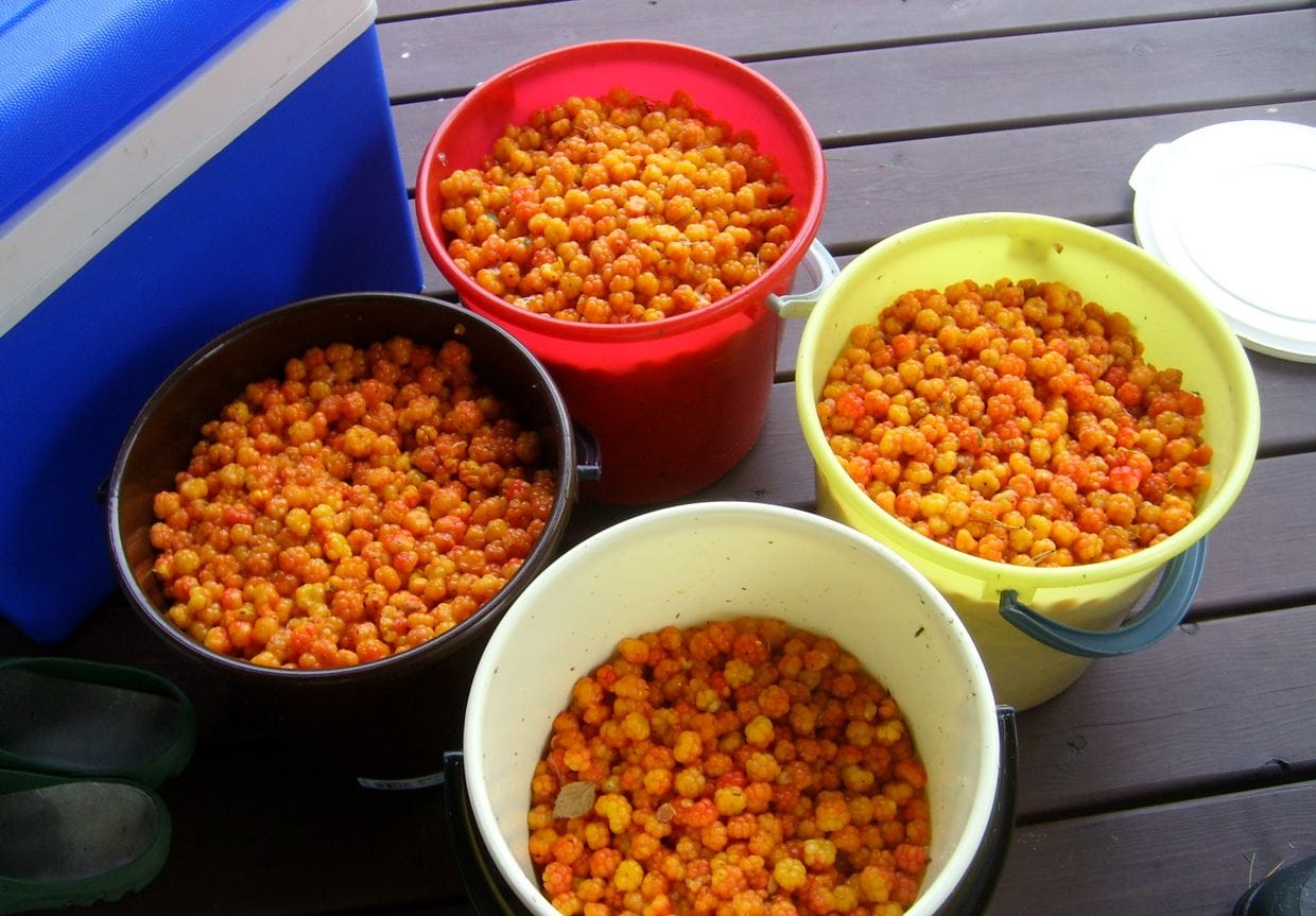 Toiset löytävät oranssia arvomarjaa sankotolkulla tänä kesänä.