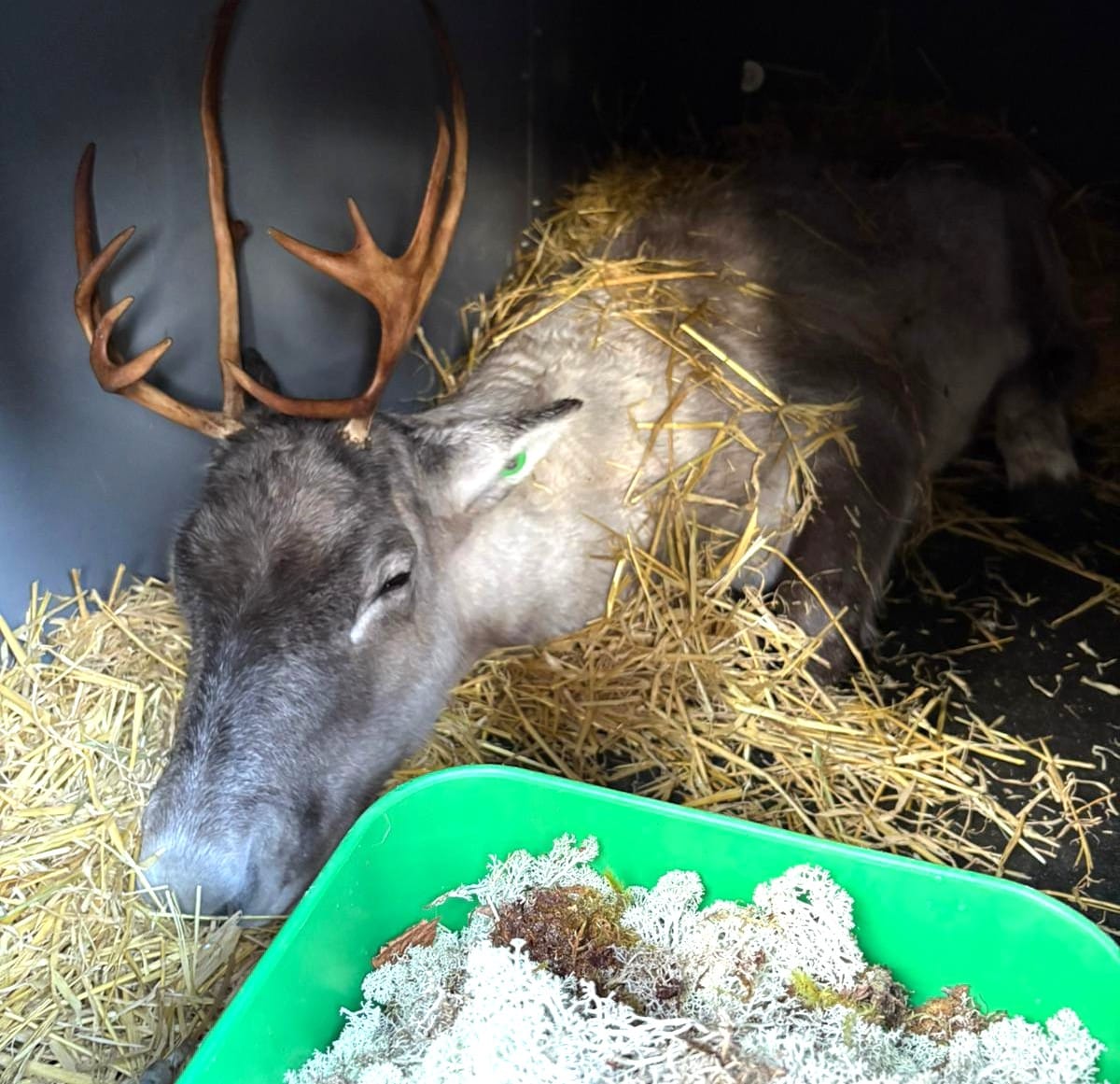 Kuusi metsäpeuraa matkusti viime viikon lopulla Ähtärin eläinpuistosta Helsingin Korkeasaareen. Matkaeväänä oli tuttua ja ravitsevaa muonaa.