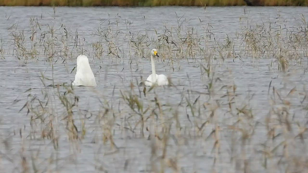Joutsenet Säynäjäjärven kaisilossa ruokailemassa.