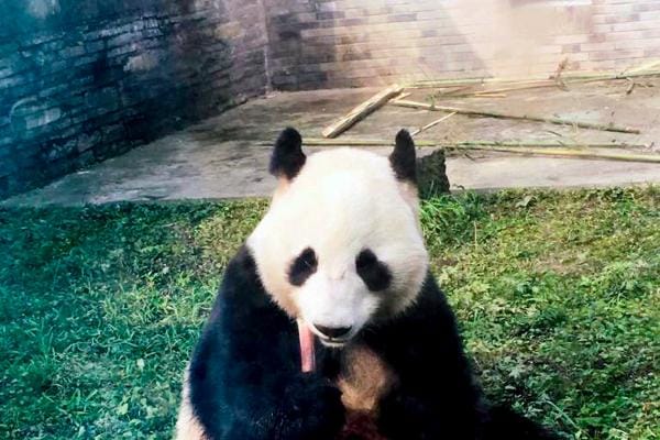 Kuvassa Ähtäriin saapunut isopanda Lumi (Jin BaoBao) ennen lähtöään Kiinasta. Kuva: Anna Palmroth