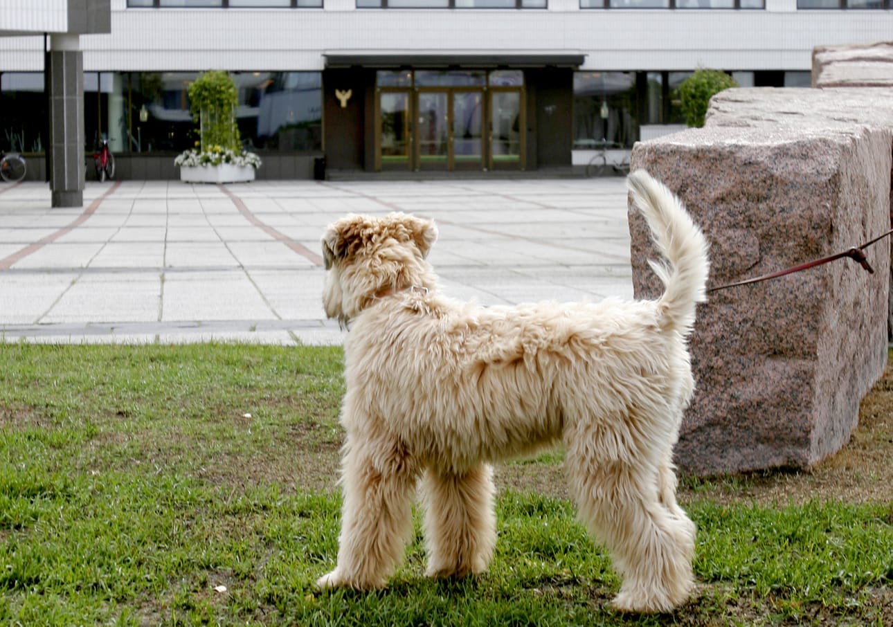 Rovaniemen hallinto on nyt hajautettu eri puolille kaupunkia. Kaupungintalo on tyhjillään ja odottaa remonttia.