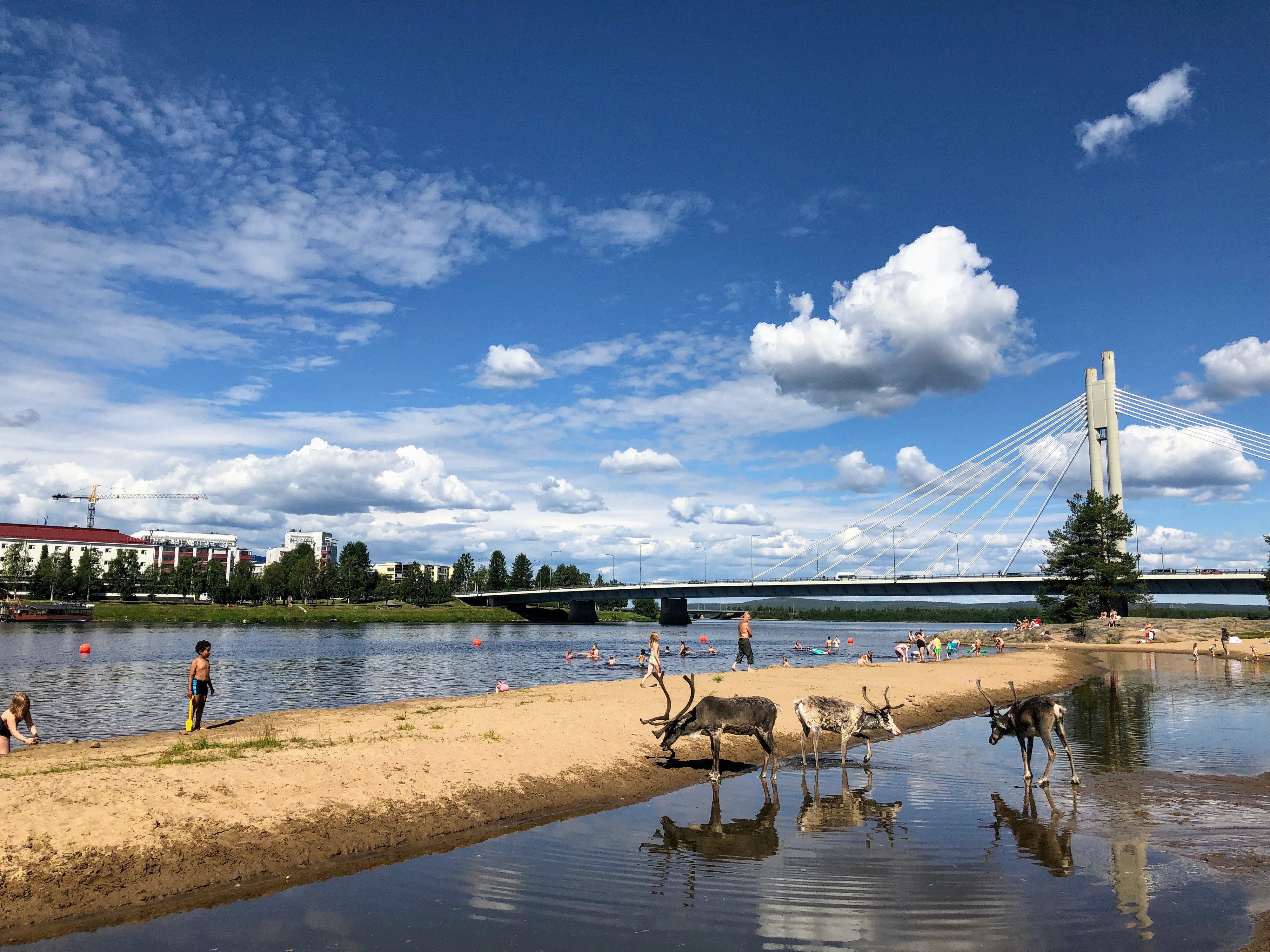Porot ovat viihtyneet tänä kesänä Rovaniemen keskustan tuntumassa rannalla, vaikka siellä olisi uimareitakin.