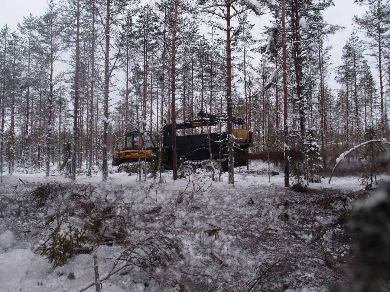 Talvella tuhka levittyy metsäkoneella, kesällä helikopterilla.