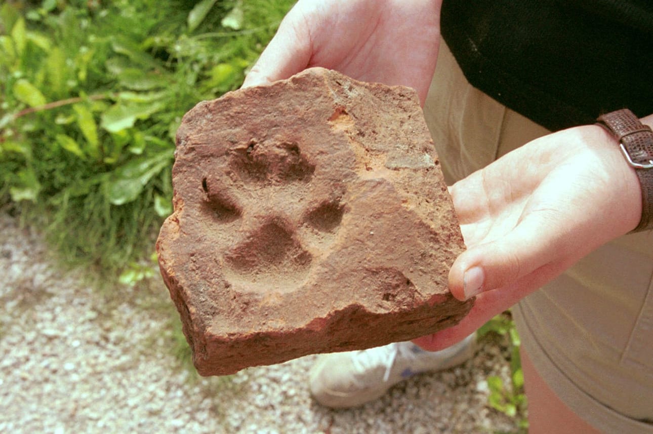 Oskun äiti lienee beagle ja isä tiiliskivi, vai miten se oli. Kuvituskuva.