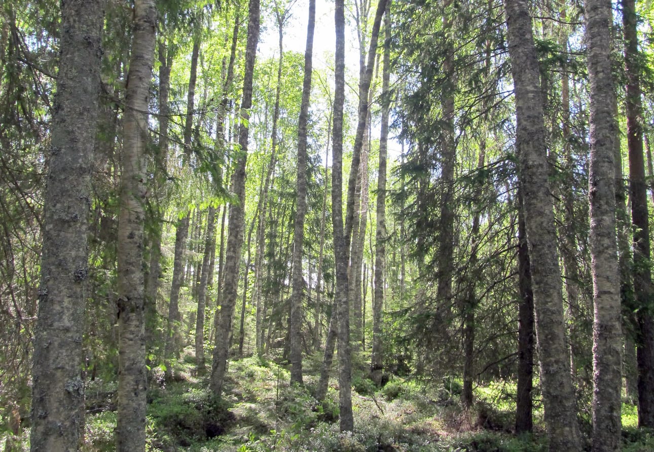 Uusi luonnonsuojelualue on monimuotoista metsää.