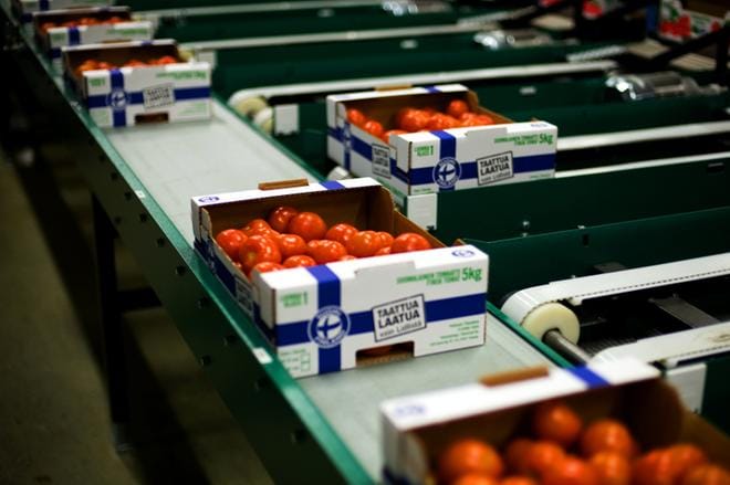 Närpiössä tuotetaan noin neljäkymmentä prosenttia kaikista suomalaisista tomaateista. KUVA: MINNA HIRVELÄ