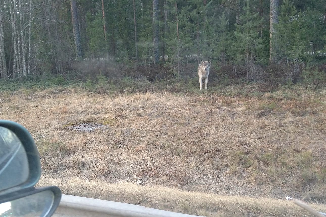 Nuoria susia jolkottelee keväisin erikoisissakin paikoissa, kun ne etsivät itselleen omaa reviiriä. Tämänaamuinen yksilö tavattiin Kasitien varressa Pattijoella.