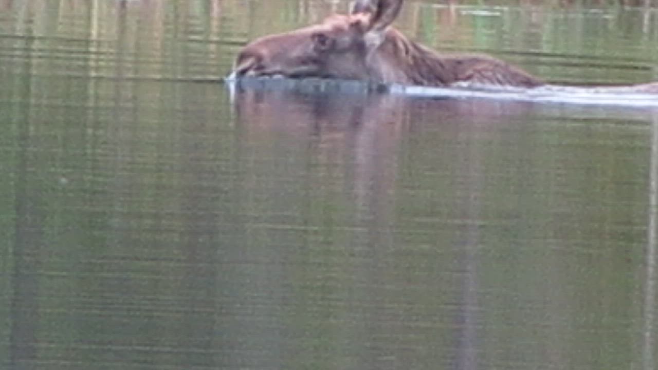 Hirvi ui lähelle veneessä ollutta kalastajaa