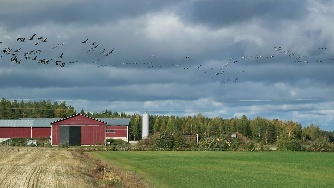 Kurjet liikekannalla