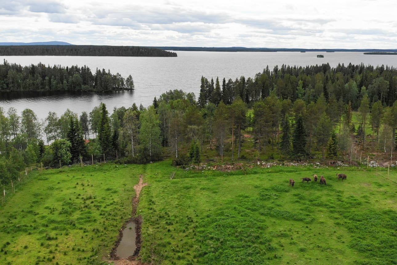 Visenttien kesälaitumella on kokoa kolme hehtaaria. ”Kesällä ne syövät pääsääntöisesti pelkkää ruohoa, ja jonkin verran poroeloa. Helppohoitoisia ovat”, visenttipuiston pehtoori Heino Ervasti summaa.