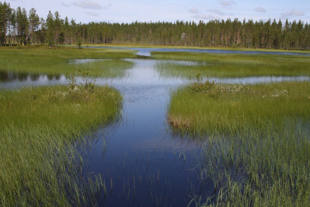 Yli-Suolijärvellä vesi on nyt nelisen senttiä ajankohdan keskiarvoa ylempänä. Maaninkavaaraltieltä otetun kuvan keskellä on vedellä täyttynyt suo-oja.