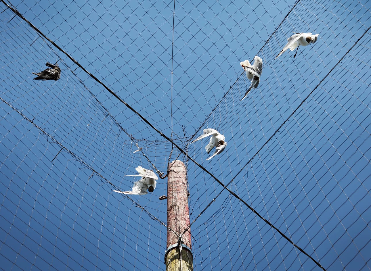 Neljä kuollutta lokkia ja naakka Ruskon lintuverkossa.