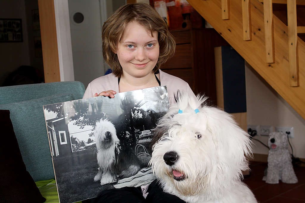 Viivi Julkunen, 12, kaavailee perheen puolivuotiaasta Piipistä itselleen agilitykoiraa.