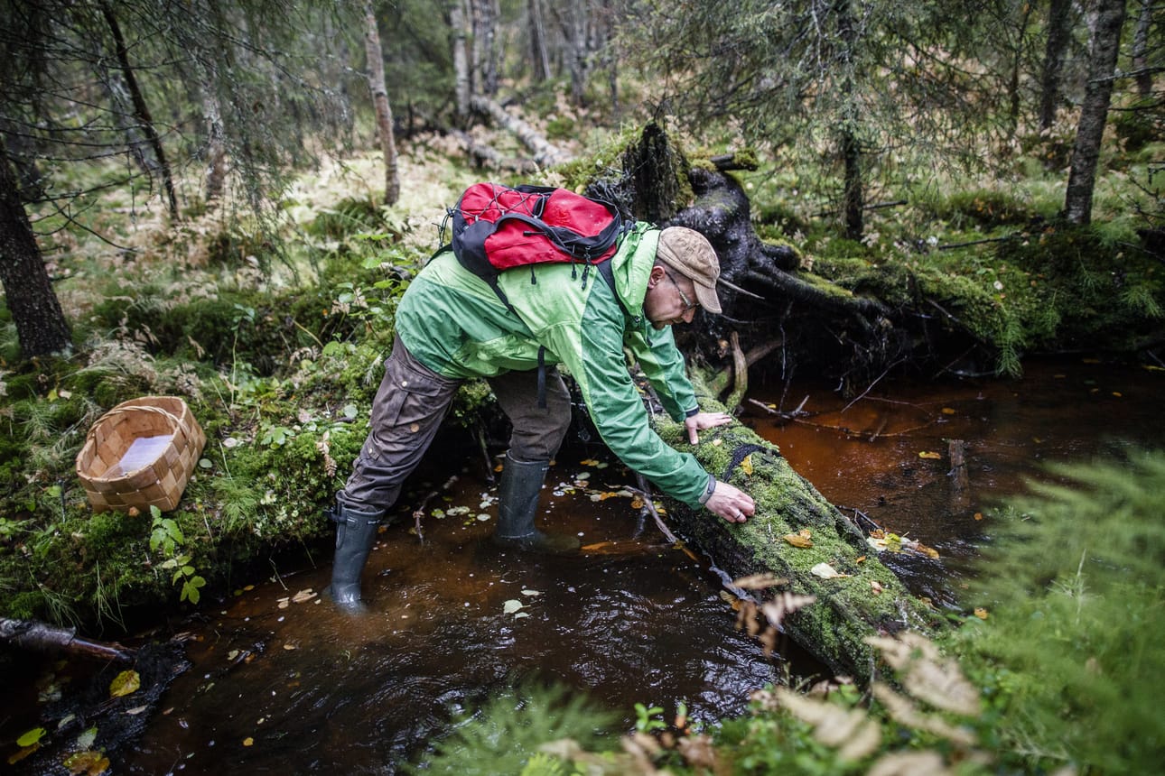 Tapio Kekille sienet ovat ympärivuotinen harrastus. Jos ei keräämässä tai syömässä, hän on tutkimassa tai nimeämässä niitä, tai kouluttamassa muita.