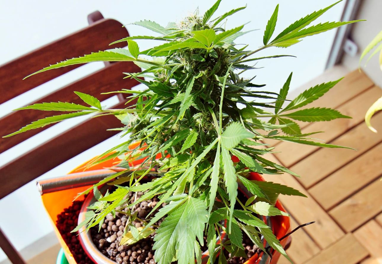 Poliisi ei enää kuivata takavarikoituja kannabiskasveja.