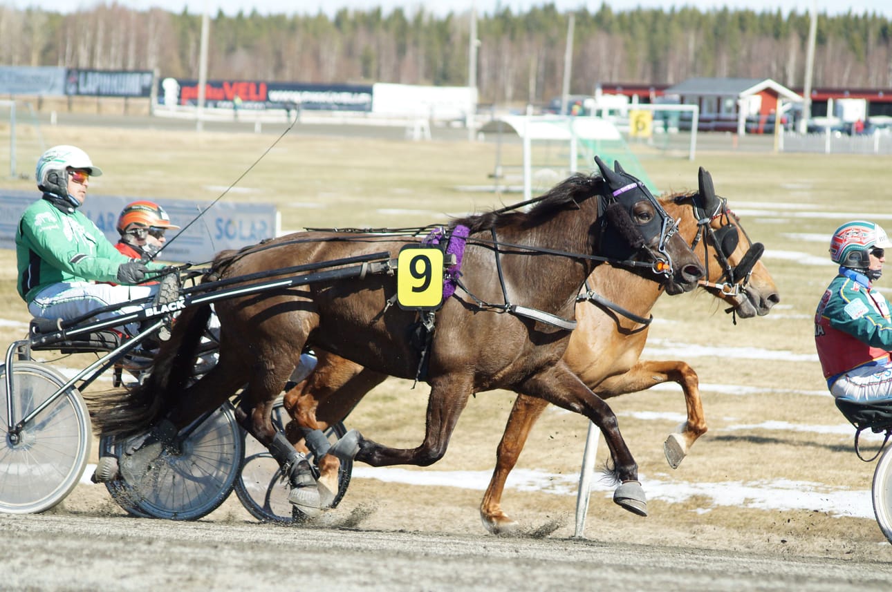 Heli Nättisen Kuiviston Usva kilpaili Ylivieskassa Niko Jokelan ajamana.