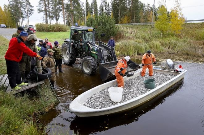 Parin tonnin särkisaalis yhdella nuotanvedolla. Ammattikalastajat Matti ja Tarmo Tolvanen lapioivat kaloja eteenpäin vietäväksi. KUVAT: JARI E. HAKALA