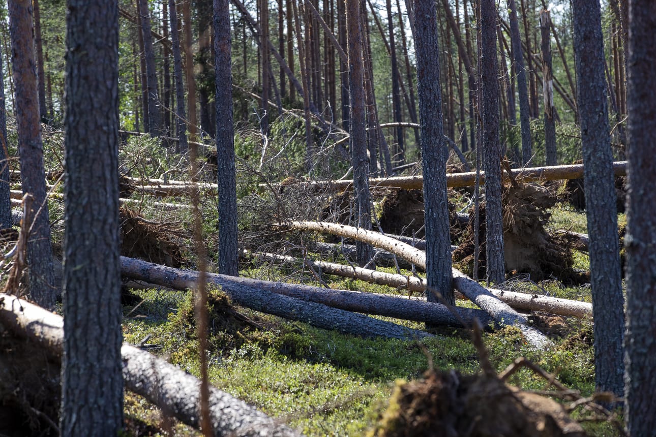 Paula-myrsky tuhosi laajasti metsää kesäkuussa 2021 muun muassa Lumijärvellä.