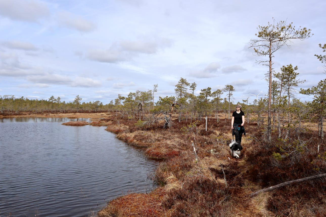 Niinistön suopolku tarjoilee kevätpäivänä kauniita maisemia ja monenlaisten lintujen ääntelyä.