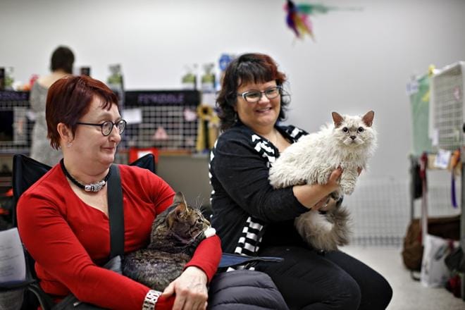 Kotikissa Elis seinäjokelaisen Helena Praskin sylissä kohtasi Seinäjoen esittelynäyttelyssä Minna Peräkosken kiharakarvaisen Hermannin, rodultaan selkirk rex. KUVAT: TOMI KOSONEN