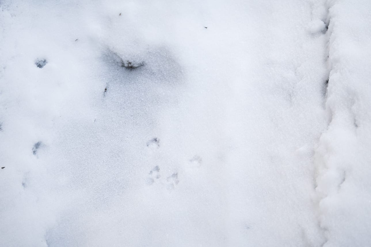 Orava ja muut pikkunisäkkäät viihtyvät Kalimeenojan ympäristössä.