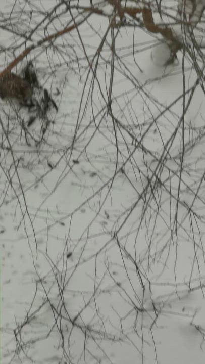 Peto lintu raatelemassa Alpilassa.