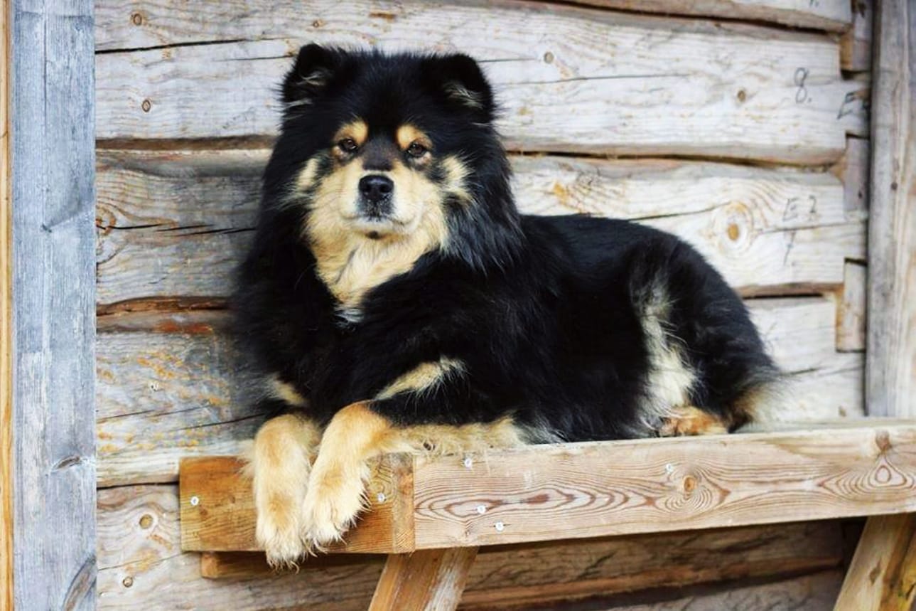 Lähetä leppoisa lomailukuva eläinystävästäsi alla olevalla lomakkeella. Arkistokuva.