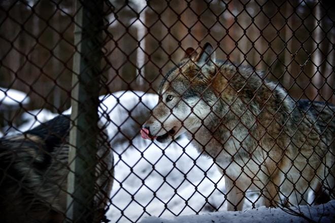 Ähtärin eläinpuistossa on yhteensä viisi sutta. Ne kaikki ovat edelleen tarhassa, mutta susiaitauksen turmaosa on nyt suljettu eläimiltä. Kuva: Tomi Kosonen