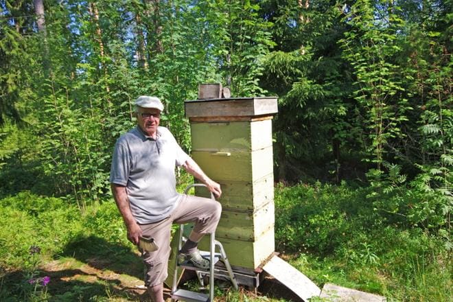 Oikein kuumalla työmehiläiset joutuvat tuomaan pesään vettä jäähdyttääkseen sitä. – Yleisesti ottaen lämpö on hyvä asia, mutta liika se on liikaa mehiläisillekin, sanoo Raimo Hosionaho. KUVA: TEEMU NIEMELÄ