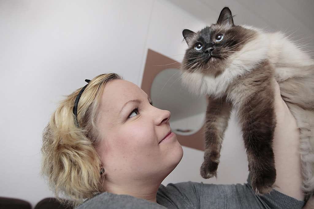 Ragdoll-kissat tunnetaan erityisesti siitä, että ne menevät käsiteltäessä veltoiksi kuin räsynuket. Sinikka Pesosen Kaisa on tyypillinen rotunsa edustaja, seurallinen ja ihmisrakas.