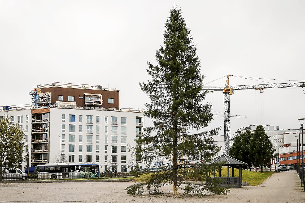 Vanhan torin kuusi odotti vielä keskiviikkona tuunausta. Kuuset valaistaan viimeistään 9. marraskuuta, jolloin vietetään Rovaniemen joulunavausta.