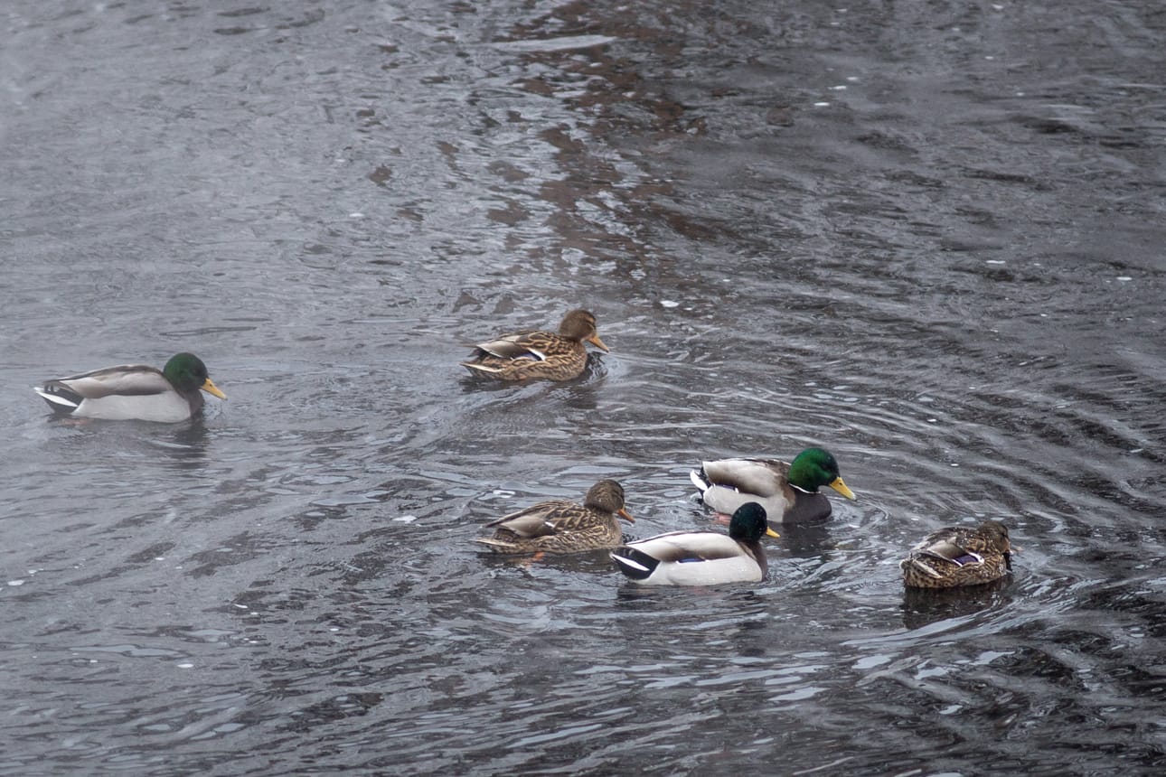 Sinisorsa on tavallisimpia Suomessa talvehtivia sorsalintulajeja.