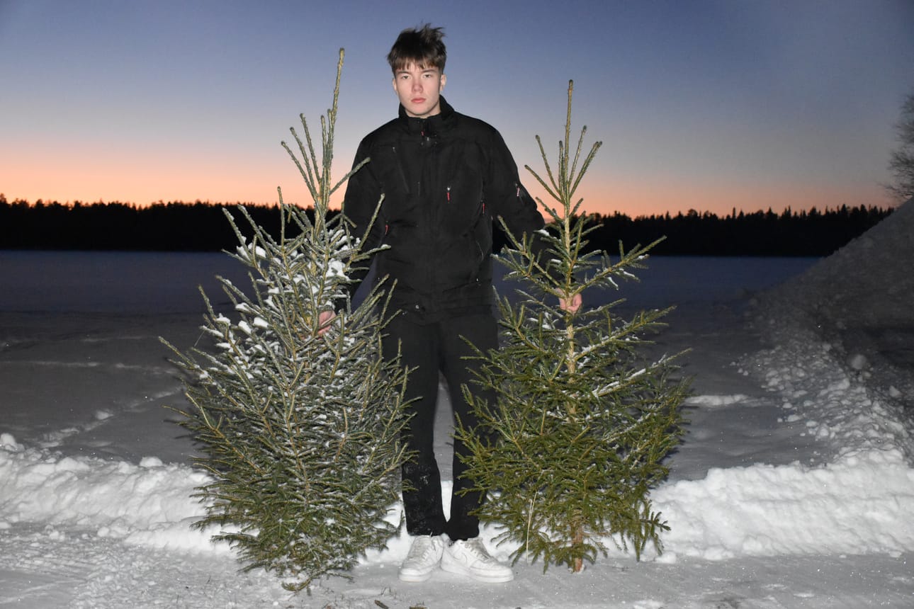 Posion peruskoulua käyvä Niila Poropudas toi Posionjärven rantaan Nesteen pihan kupeeseen vajaat parikymmentä, toinen toistaan kauniimpia joulukuusia myytäväksi.