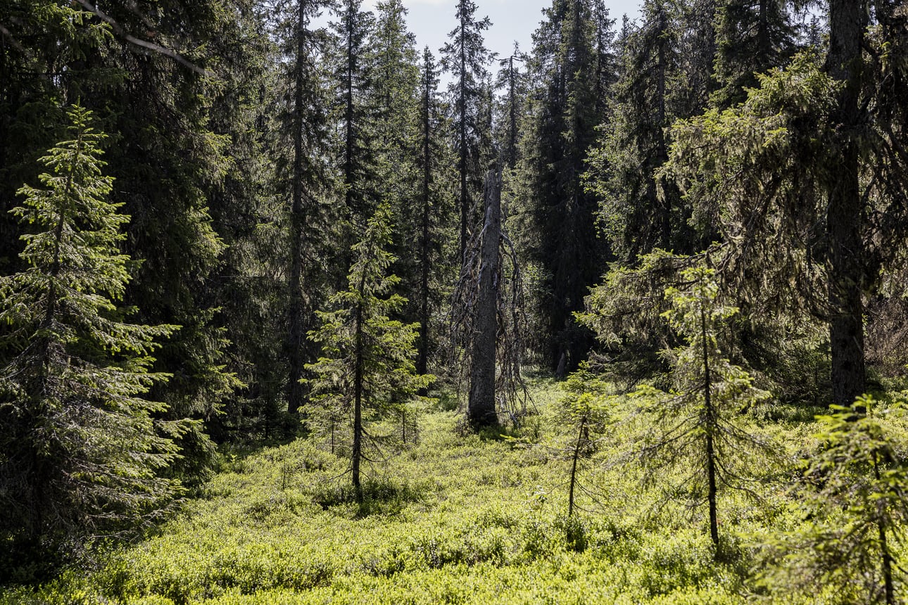 Metsähallitus alkaa kartoittaa vanhoja ja luonnontilaisia metsiä – inventoitava ala painottuu Lappiin