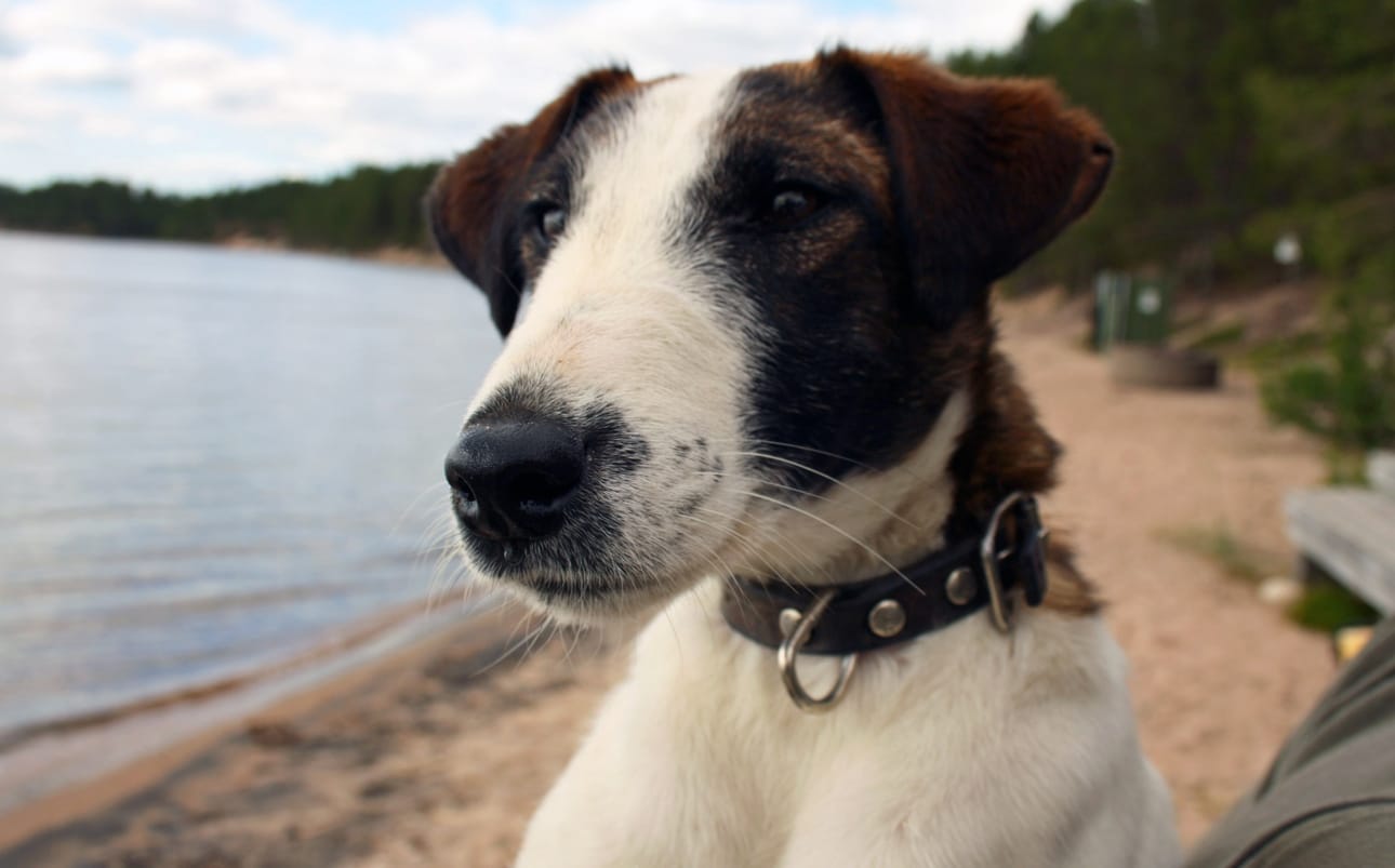 Vettä näkyvissä! Hippu-kettuterrieri on tuttu kaveri Livojärven kotakahvilalla Posiolla.