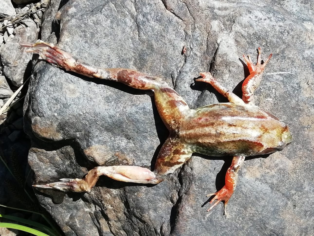 Viisijalkainen kuollut sammakko kummastutti lukijaa. Hän ei ole aikaisemmin moista löytänyt Kiiminkijoesta.