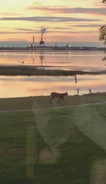Ilves käveli pihalla Oulunsalossa