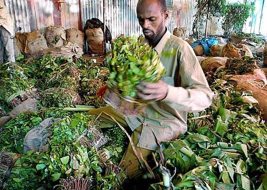 Tulli on paljastanut Suomen suurimman khat-huumeen välitysliigan.