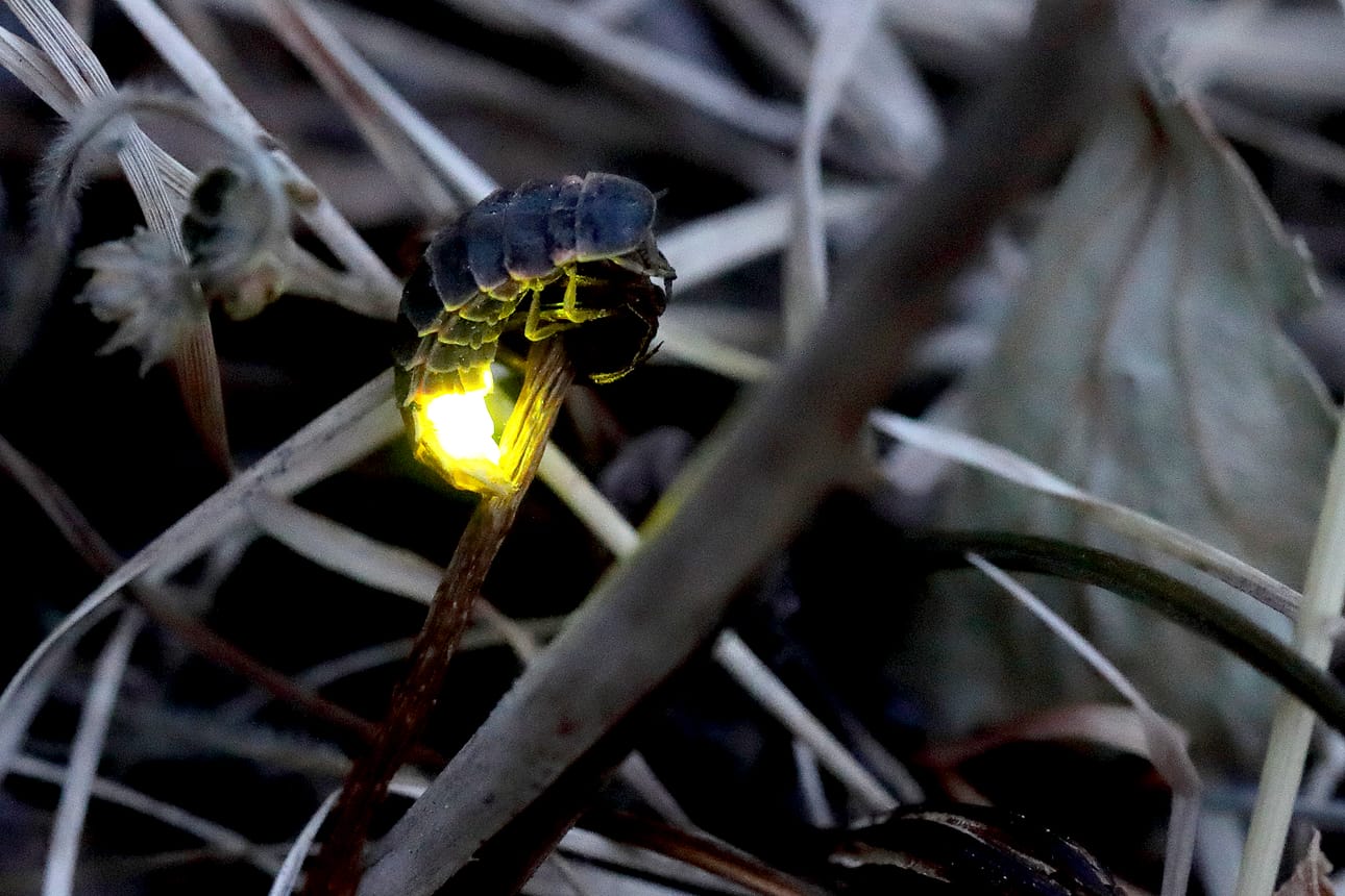 Kiiltomatonaaras houkuttelee koiraan luokseen valollaan.