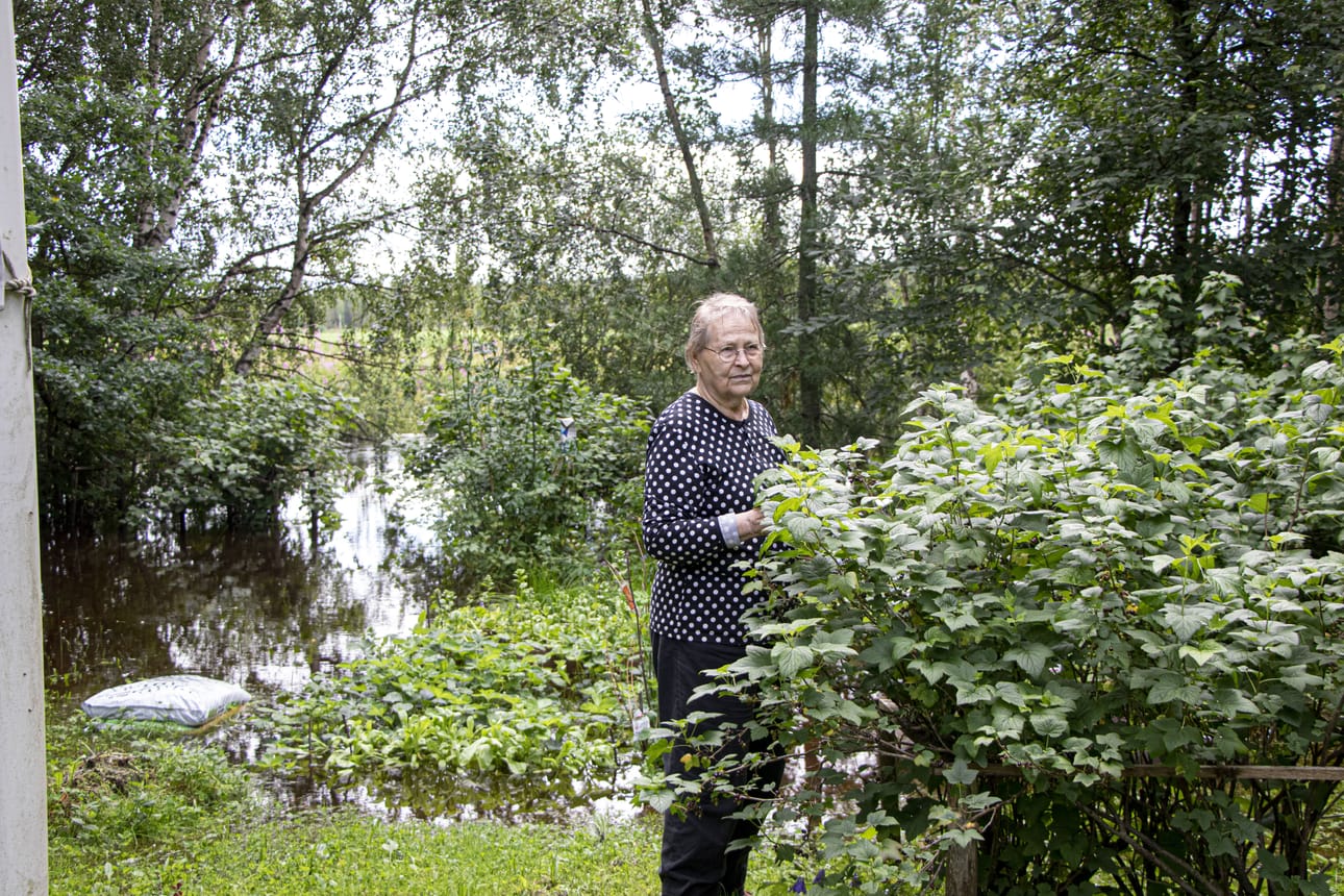 Orvokki Ahonsolan kesäpaikan kasvimaa , mansikkamaa ja osa marjapensaista on jäänyt tulvivan Ohtuanojan alle. Pahimpana tulvakesänä vesi huiteli pensaiden latvojen tasolla.