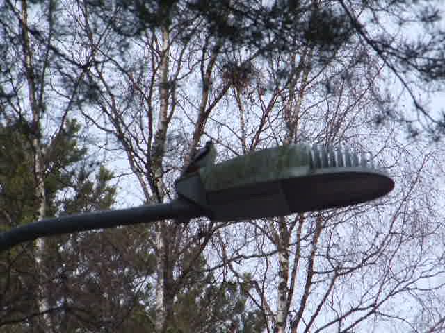 Tikka rummuttaa katulamppua