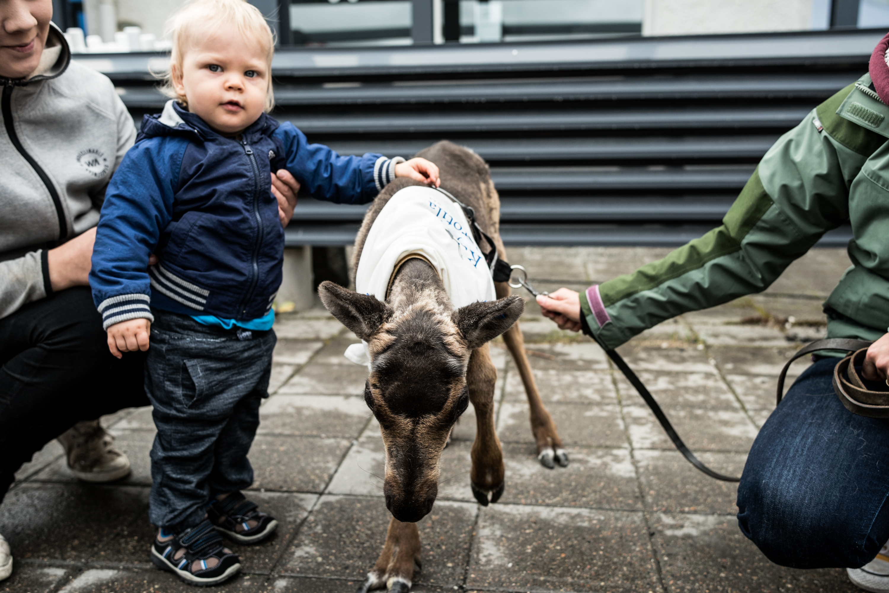 Myös 1,5-vuotias Jimi Jumisko tapasi Miranan, ja pääsi silittämään poroa ensimmäistä kertaa.