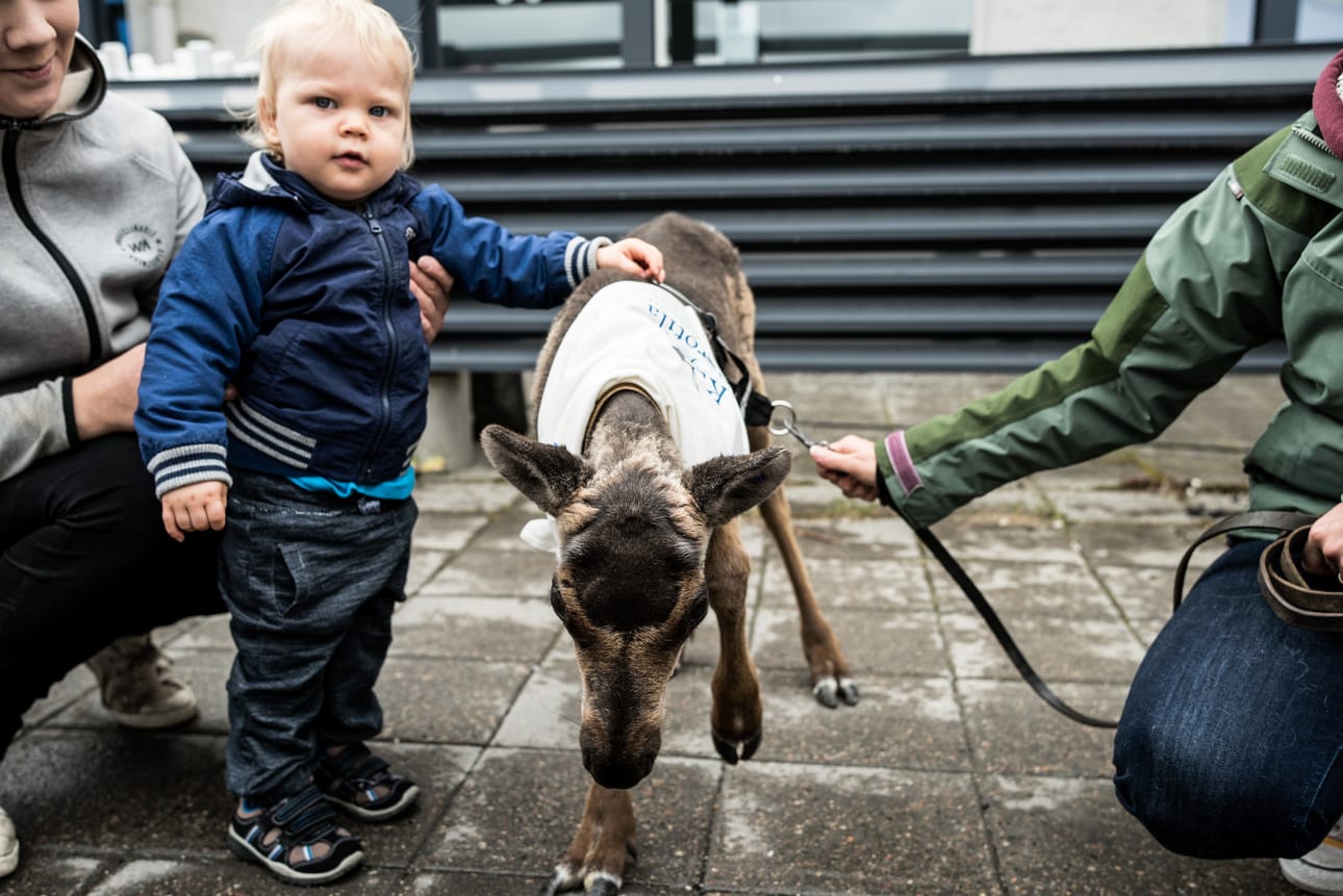 Myös 1,5-vuotias Jimi Jumisko tapasi Miranan, ja pääsi silittämään poroa ensimmäistä kertaa.