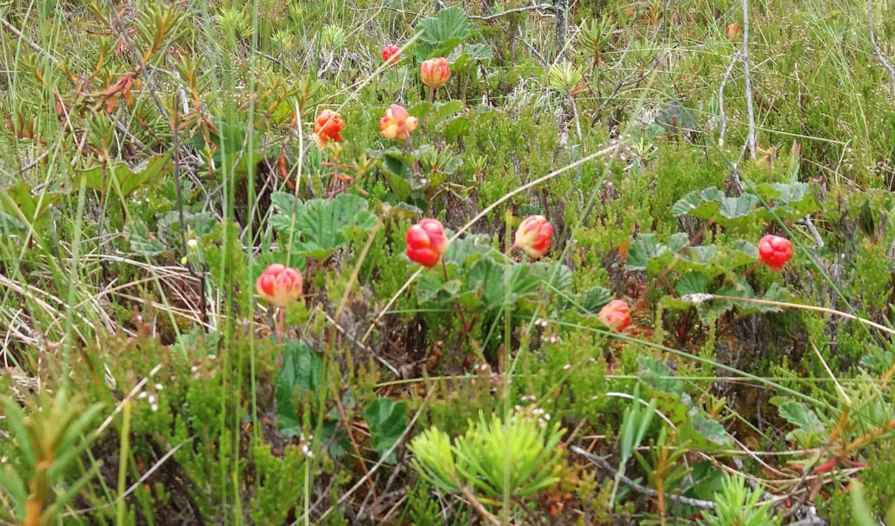 Osa jokivarren soilla kulkeneista arvioi, että hillasadosta tulee tänä vuonna poikkeuksellinen runsas.
