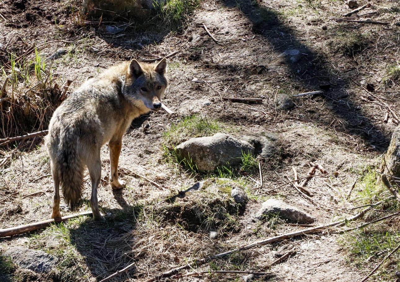 Suomen susikanta on pysynyt vakaana. Kuva viime toukokuulta Ranuan eläinpuistosta.