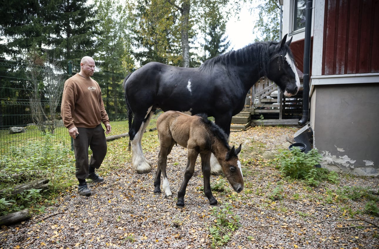 Juha-Matti Jaakola, Glenni ja varsa.