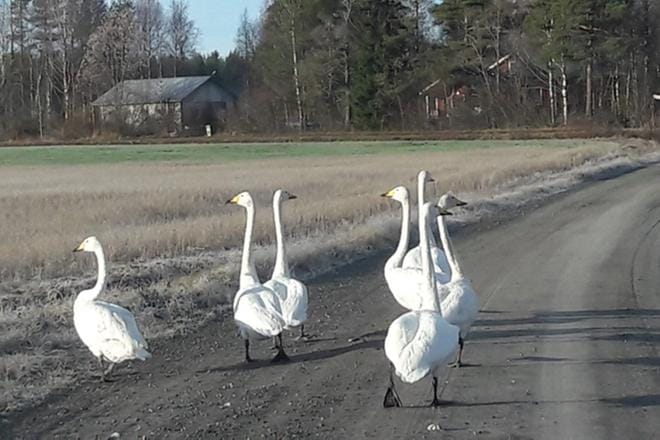 Joutsenparvi tieliikenteessä yllätti kuvaamista harrastavan Mikko Jylhän Alajärvellä. KUVA: MIKKO JYLHÄ