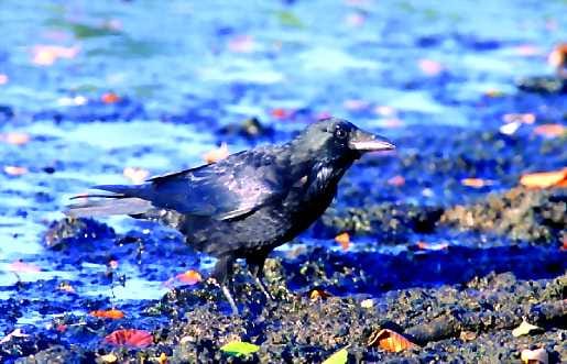 Noenmusta varis. Keski- ja Etelä-Euroopassa esiintyvä nokivaris on Suomessa harvinainen vieras.